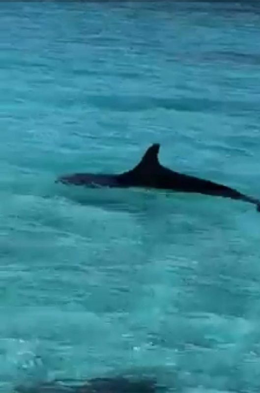 Poco común avistamiento de falsa orca en Cozumel – Noticias Cozumel